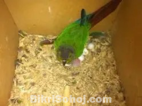 2 pair Breeding Conours